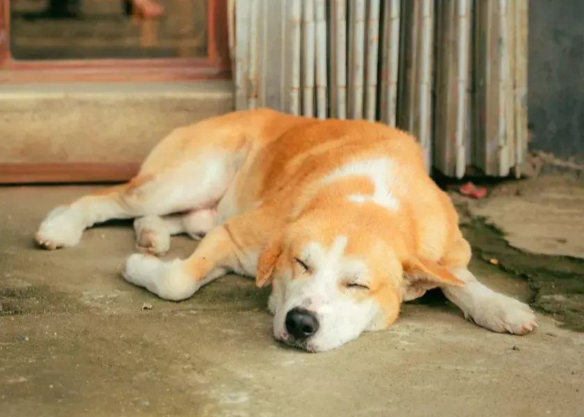 Chillax